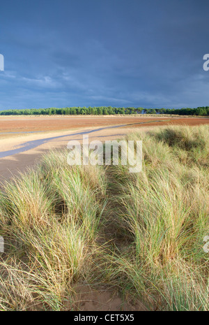 Sanddünen am Holkham Bucht an der nördlichen Küste von Norfolk. Stockfoto