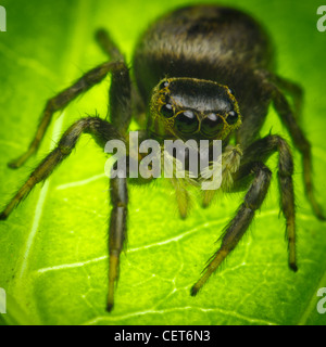 Springspinne auf grünes Blatt Stockfoto