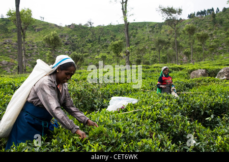 Kommissionierung Tee Blätter in einer großen Teeplantage im Großraum Haputale in Sri Lanka. Stockfoto