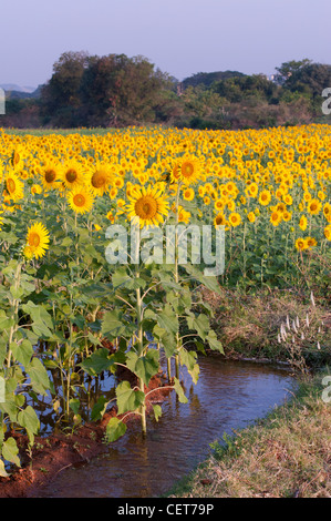 Anbau und Bewässerung von Sonnenblumen in der indischen Landschaft, Andhra Pradesh, Indien Stockfoto