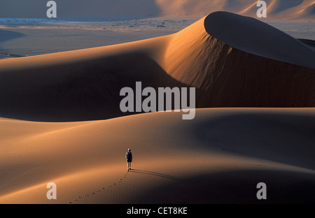 Lauffläche kühn auf Sanddünen der Namib-Wüste, Namibia, Afrika Stockfoto