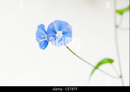 Jacquemontia Pentantha. Skyblue Clustervine Blumen vor weißem Hintergrund Stockfoto