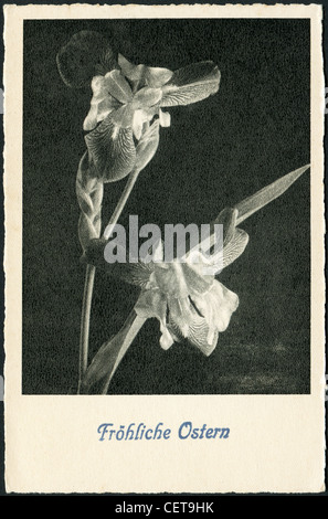 Ostern Postkarte gedruckt in Deutschland, zeigt eine Blüte Iris, um 1950. Deutscher Text: Frohe Ostern! Stockfoto