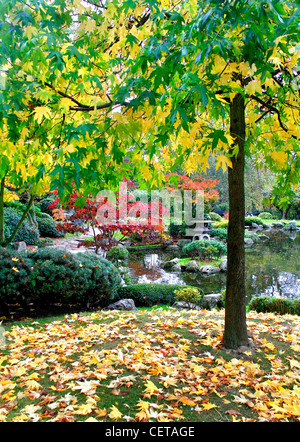 Herbstliche Farben auf dem Display in der Kyoto-Garten in Holland Park. Stockfoto