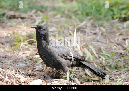 Weiß-winged Alpenkrähe Corcorax Melanorhamphos Bilder aus dem Monat in ACT, Australien Stockfoto