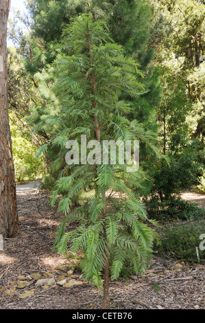 Wollemi Pine-Wollemia Nobilis, eines der weltweit ältesten und seltensten Bäume fotografiert in botanischen Gärten Canberra, Australien Stockfoto