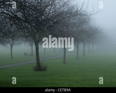 von Bäumen gesäumten Pfad im Morgennebel Stockfoto