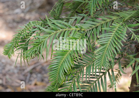 Wollemi Pine-Wollemia Nobilis, eines der weltweit ältesten und seltensten Bäume fotografiert in botanischen Gärten Canberra, Australien Stockfoto