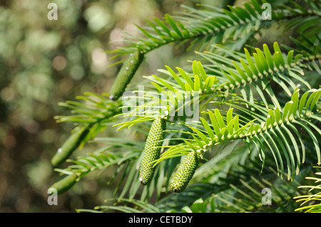 Wollemi Pine-Wollemia Nobilis, eines der weltweit ältesten und seltensten Bäume fotografiert in botanischen Gärten Canberra, Australien Stockfoto