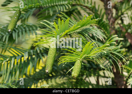 Wollemi Pine-Wollemia Nobilis, eines der weltweit ältesten und seltensten Bäume fotografiert in botanischen Gärten Canberra, Australien Stockfoto