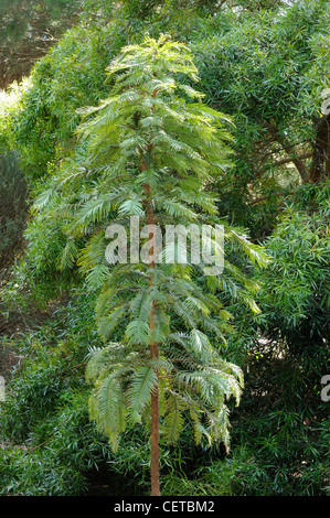 Wollemi Pine-Wollemia Nobilis, eines der weltweit ältesten und seltensten Bäume fotografiert in botanischen Gärten Canberra, Australien Stockfoto