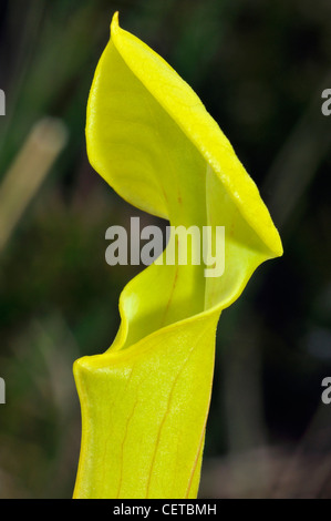 Gelbe Schlauchpflanze oder gelbe Trompete - Sarracenia Flava fleischfressende Pflanze Stockfoto