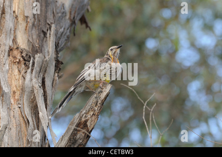 Gelbes Wattlebird Anthochaera Paradoxa Tasmanian endemische fotografiert in Tasmanien, Australien Stockfoto