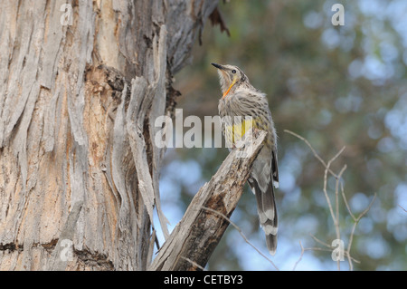 Gelbes Wattlebird Anthochaera Paradoxa Tasmanian endemische fotografiert in Tasmanien, Australien Stockfoto