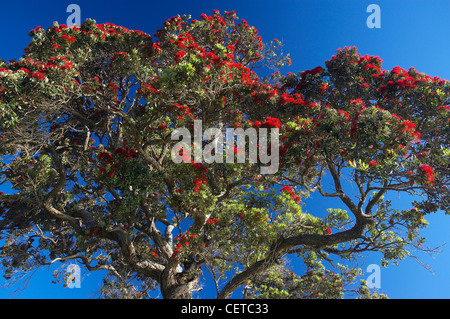 Pohutukawa Baum in voller Blüte, Coromandel Peninsula, Nordinsel, Neuseeland Stockfoto