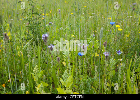 Wildflowers in  countryside meadow, Kent, UK Stockfoto