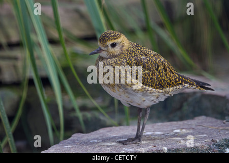 Goldregenpfeifer Stockfoto