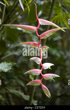 Hängende Heliconia (Hummergreifer) Stockfoto