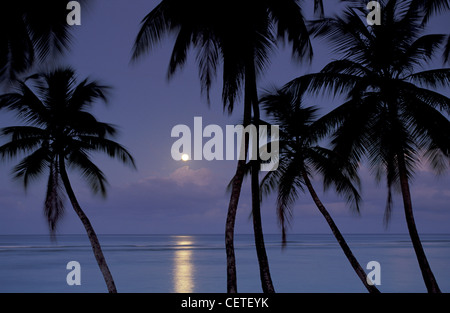 Palmen und Mond, Pigeon Point, Tobago Stockfoto