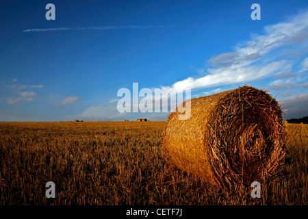 Blauer Himmel über Runde Heuballen auf abgeernteten Feldern in North Yorkshire. Stockfoto