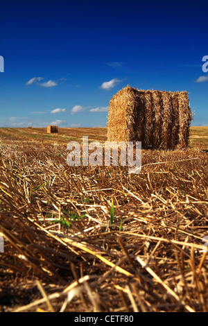 Runde Heuballen auf abgeernteten Feldern in North Yorkshire. Stockfoto