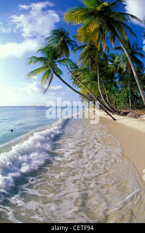 Pigeon Point, Tobago Stockfoto