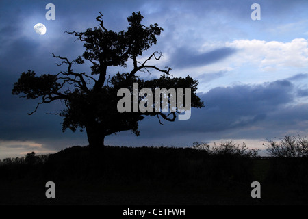 Eine Silhouette eines Baumes gegen einen Mond beleuchteten Himmel in Oxfordshire. Stockfoto