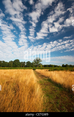 Bushy Park Landschaft. General Dwight Eisenhower war abgeneigt, arbeiten im Zentrum von London während des zweiten Weltkrieges, also in Stockfoto