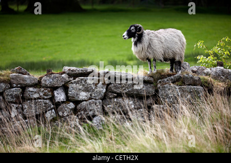 Ein Dartmoor Schafe auf einer Trockensteinmauer. Es gibt zwei einheimischen Schafrassen trägt den Namen Dartmoor - White Face und die Gr Stockfoto