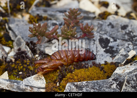 Leere puppe Stockfoto