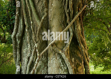 Ein Detail von Schlingpflanzen umschlungen um den knorrigen Stamm eines alten Baumes. Tief in der Landschaft der ländlichen Dorset. England, United Kingdom. Stockfoto