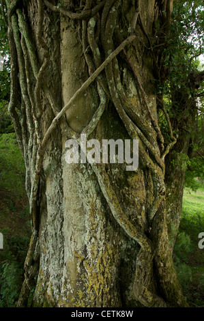 Ein Detail von Schlingpflanzen umschlungen um den knorrigen Stamm eines alten Baumes. Tief in der Landschaft der ländlichen Dorset. England, United Kingdom. Stockfoto