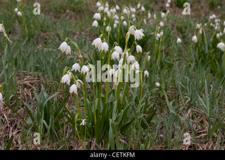 Frühlingsknotenblume Stockfoto