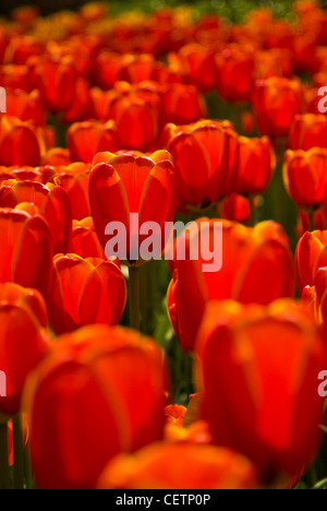 viele rote Tulpen in den Keukenhof Gärten Lisse-Holland-Niederlande-EU-Europa Stockfoto