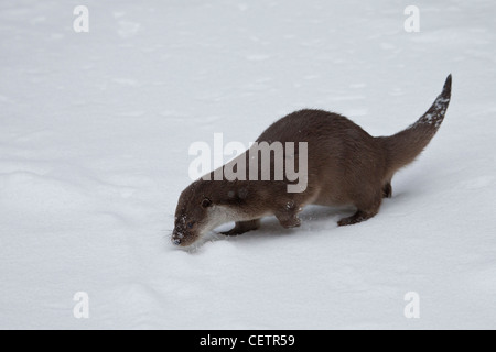 Eurasische Fischotter europäischer Fischotter Fischotter Lutra lutra Stockfoto