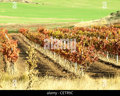 Weinberge in La Rioja (Spanien) Stockfoto