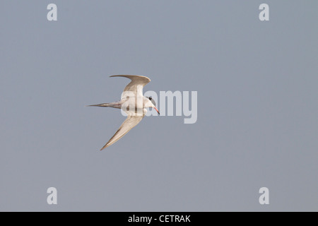 flusseeschwalbe Stockfoto