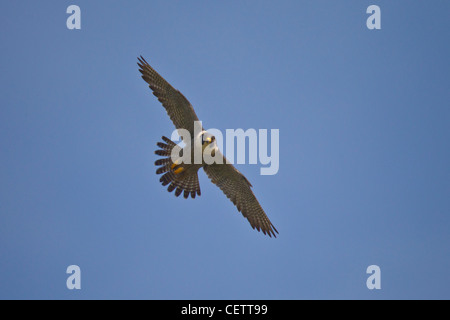 Wanderfalke, Falco peregrinus, Wanderfalke Stockfoto