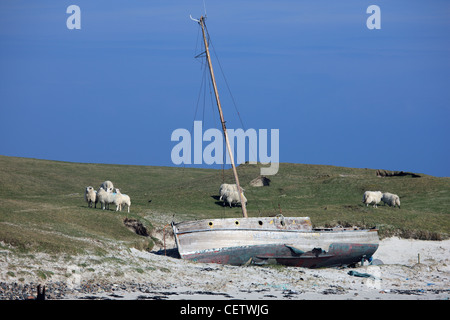 Altes Boot und Schafe am Scarinish Strand auf der Insel Tiree in der Inneren Hebriden in Schottland Stockfoto