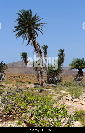 Tal des Rio Norte, Cape Verde Inseln Tal des Rio Norte, Boa Vista, Kapverden, Afrika Stockfoto