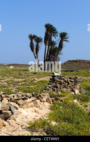 Tal des Rio Norte, Cape Verde Inseln Tal des Rio Norte, Boa Vista, Kapverden, Afrika Stockfoto