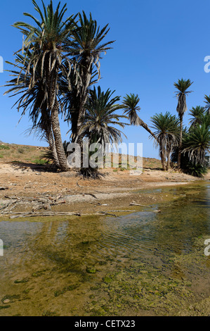 Tal des Rio Norte, Cape Verde Inseln Tal des Rio Norte, Boa Vista, Kapverden, Afrika Stockfoto