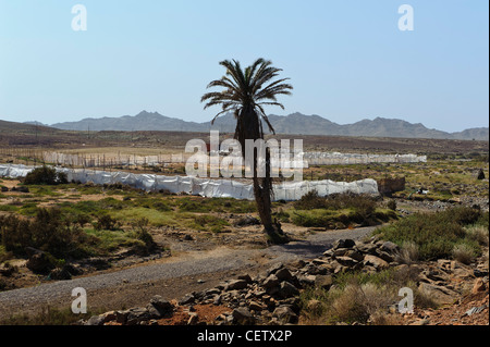 Tal des Rio Norte, Cape Verde Inseln Tal des Rio Norte, Boa Vista, Kapverden, Afrika Stockfoto