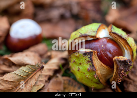 Rosskastanie, Conker Makro Nahaufnahme Stockfoto