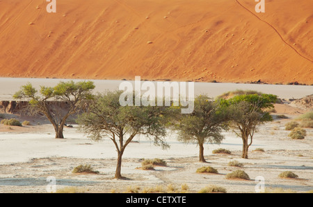 Tot-Tal in Namibia Stockfoto