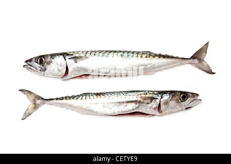 Paar frische Makrele Fisch isoliert auf einem weißen Studio-Hintergrund. Stockfoto