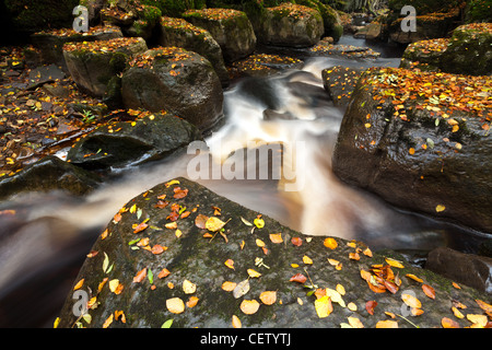 Die stürzenden Wasser Mühle Gill Force in der Nähe von Askrigg, North Yorkshire Stockfoto