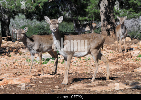 Israel, Carmel Gebirge, weiblichen persischen Damhirsch (Dama Dama Mesopotamica) bedrohte Spezies. Stockfoto