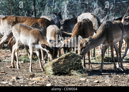 Israel, Carmel Gebirge, weiblichen persischen Damhirsch (Dama Dama Mesopotamica) bedrohte Spezies. Stockfoto