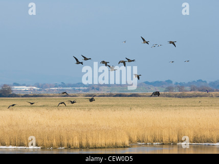 Brent Gänse Branta Bernicla Farlington Sümpfe Hampshire UK Stockfoto